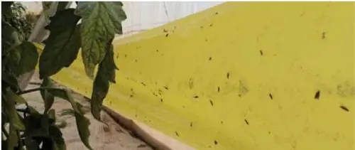“Trampa adhesiva amarilla como método de control de mosca blanca”
