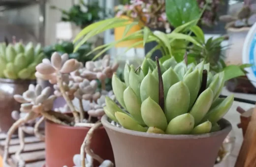Paludario seco: Composición con madera flotante y plantas tolerantes a sequía
