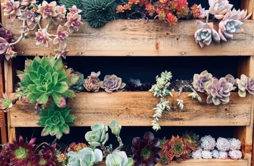 Pared verde modular con pallets reciclados y plantas xerófitas