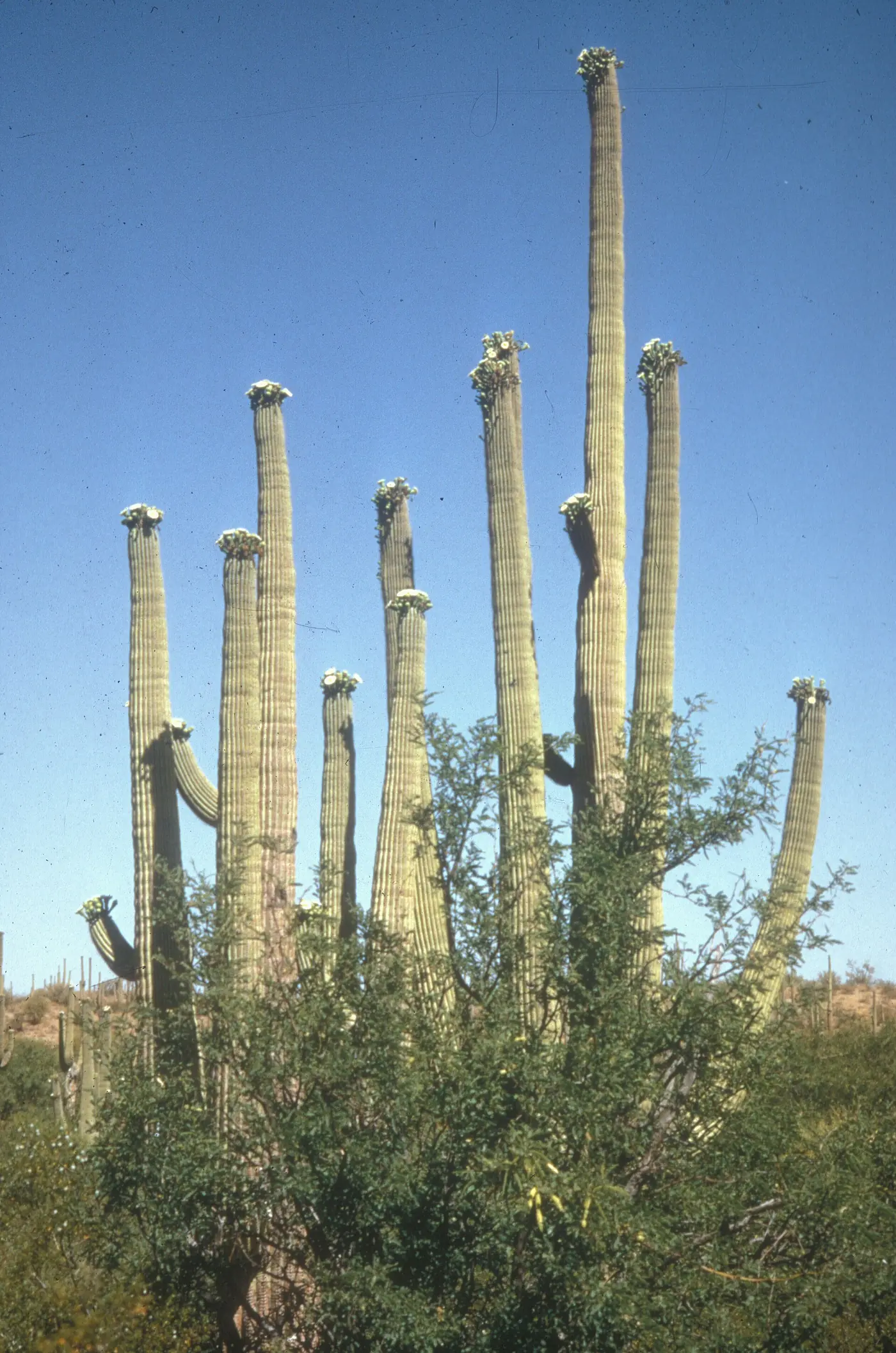 “Flor del Saguaro abierta de noche mostrando características adaptadas a polinizadores nocturnos”