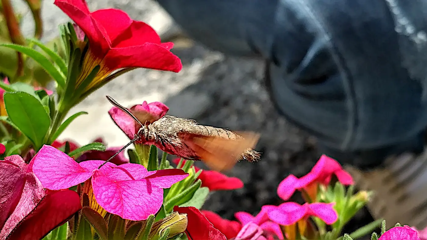 “Polilla esfíngida visitando flor de cactus durante la noche”