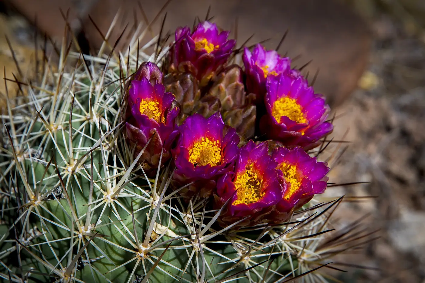 “Abeja nativa polinizando flor diurna de cactus globular”