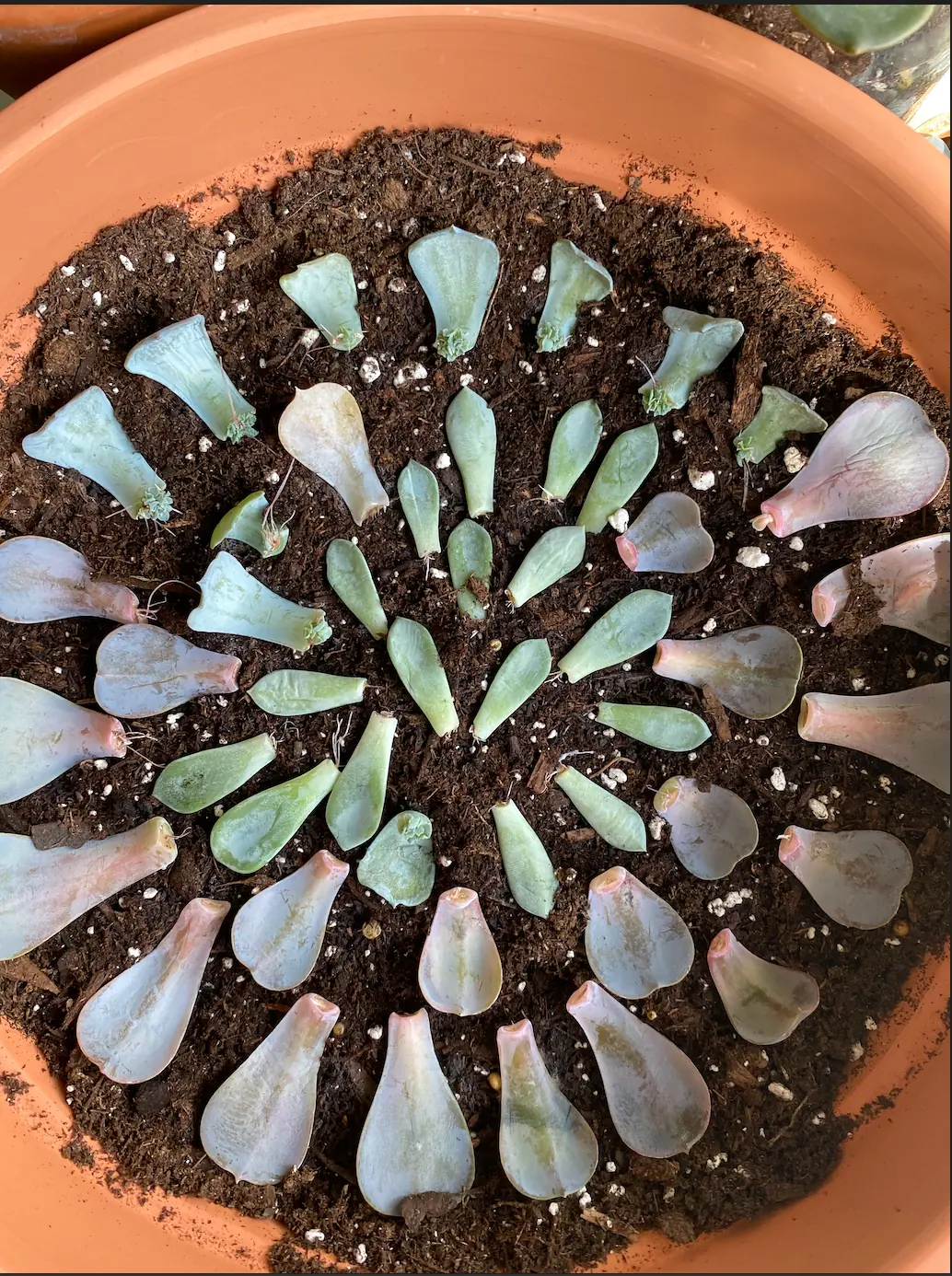“Hoja de Echeveria con callo cicatrizado lista para emisión de raíces”