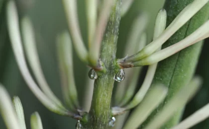 Sansevieria cylindrica con hojas cilíndricas verticales características en maceta