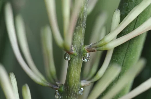 Sansevieria cylindrica vs trifasciata: Dos parientes con cuidados sorprendentemente distintos
