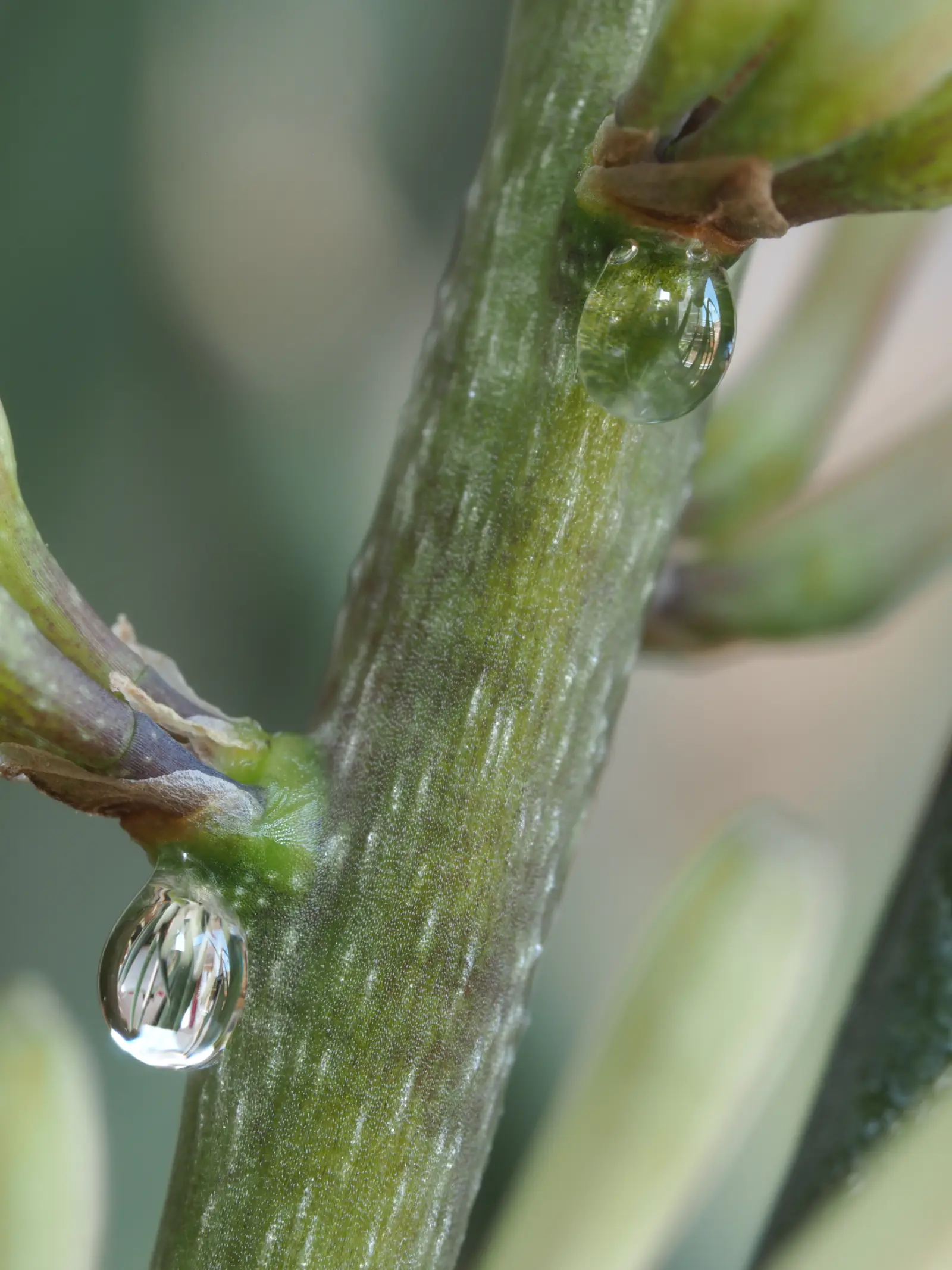 Sansevieria cylindrica mostrando hojas cilindricas erectas de color verde uniforme en maceta