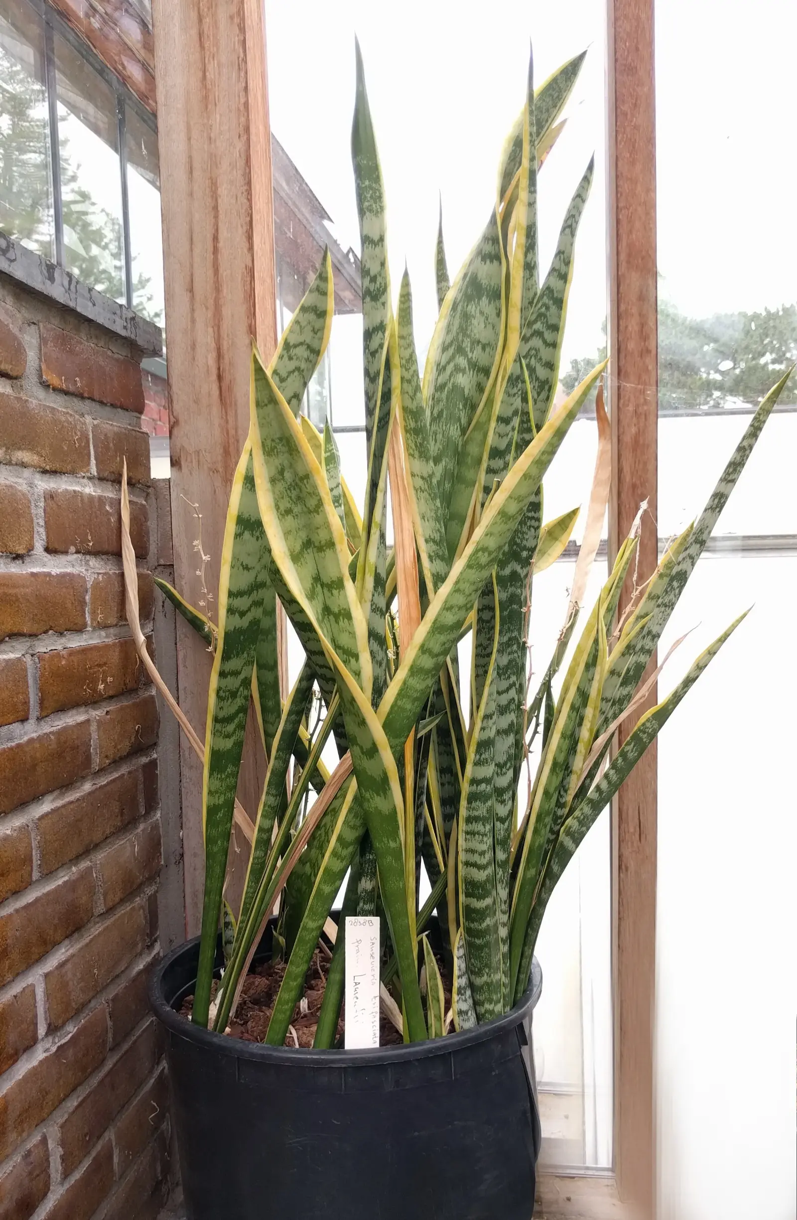 Sansevieria trifasciata planta adulta en jardín botánico de Leiden con hojas largas