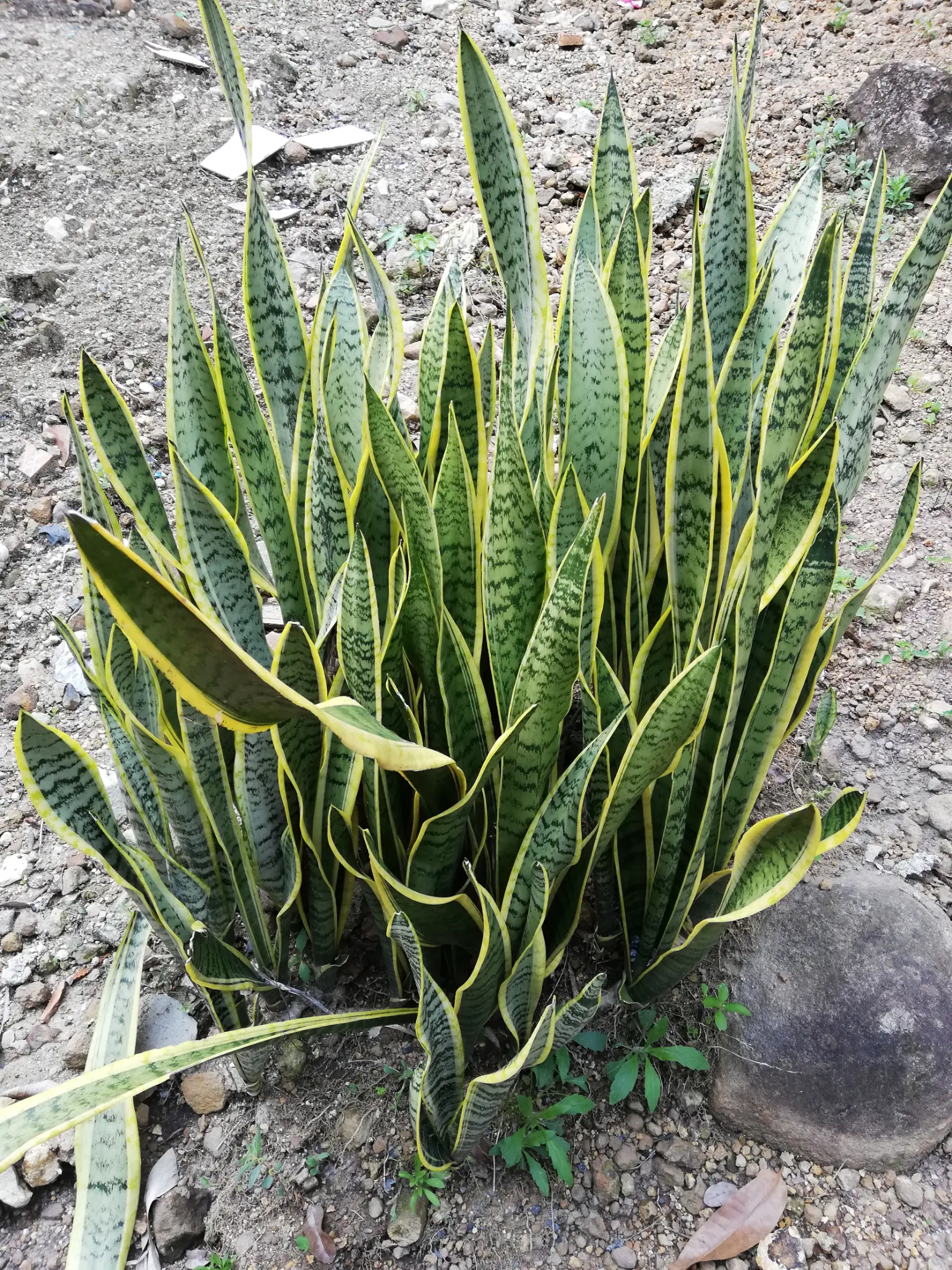 Sansevieria trifasciata lengua de suegra en interior con hojas planas variegadas verdes