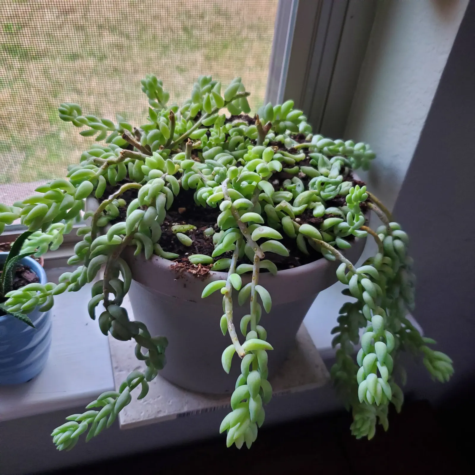 Sedum morganianum colgante en maceta con tallos densos de hojas glaucas azul-verdosas