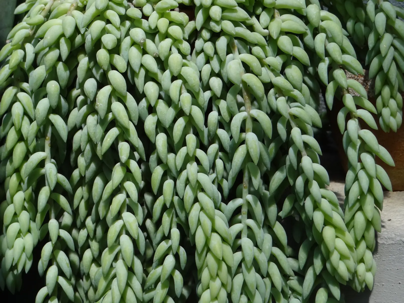 Sedum morganianum planta madura con tallos péndulos llenos de hojas verdes
