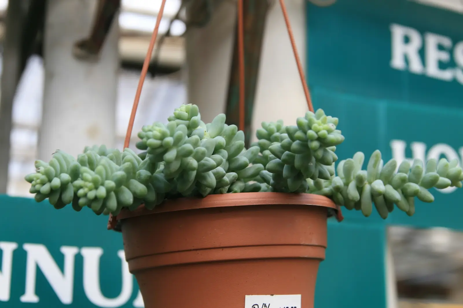 Cola de burro Sedum morganianum con hojas suculentas y tallos colgantes densos