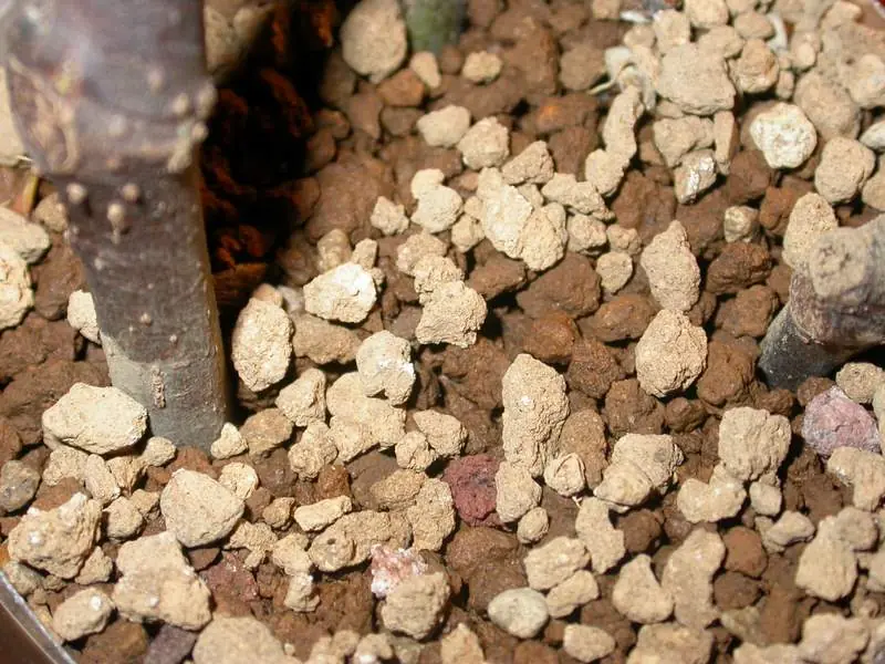 “Akadama, sustrato mineral japonés usado en mezclas premium para cactus”