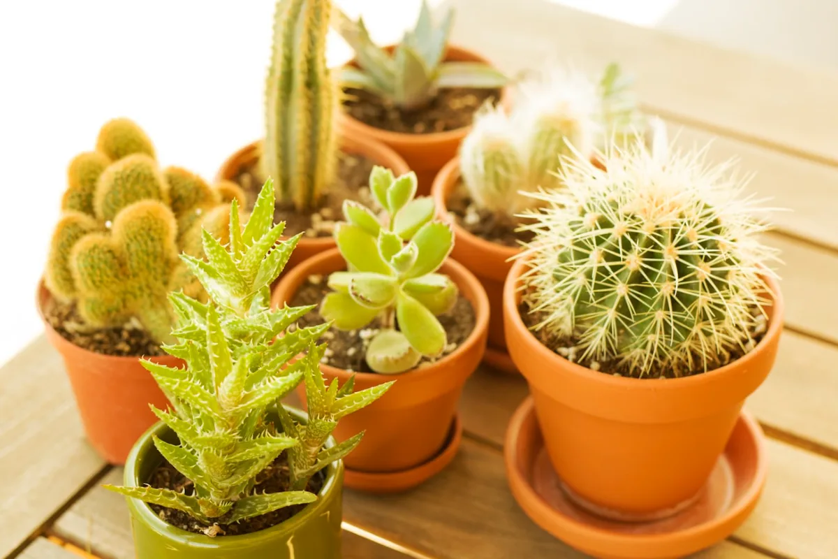 Cactus en maceta con sustrato de buen drenaje