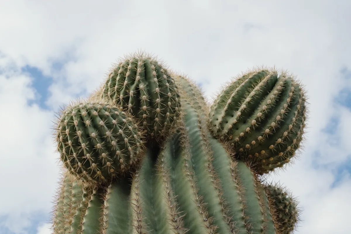 Cactus barril en hábitat natural, especie regulada por la CITES