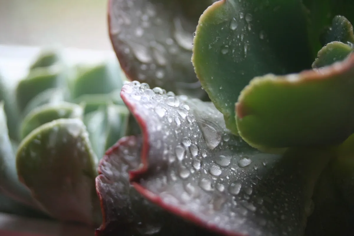 Gotas de agua sobre una suculenta: el riego incorrecto favorece las manchas foliares